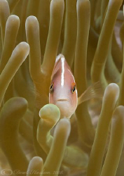 Pink anemonefish. Lembeh straits. D200, 60mm. by Derek Haslam 